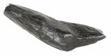 Fossil Whale Tooth - South Carolina #54165-2